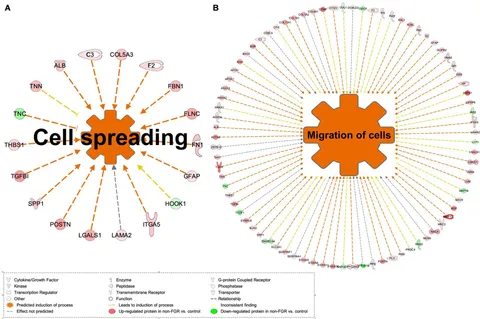 Frontiers | The Effect of Prenatal Food Restriction on Brain