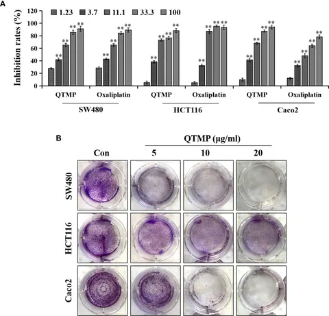 Frontiers | QTMP, a Novel Thiourea Polymer, Causes DNA