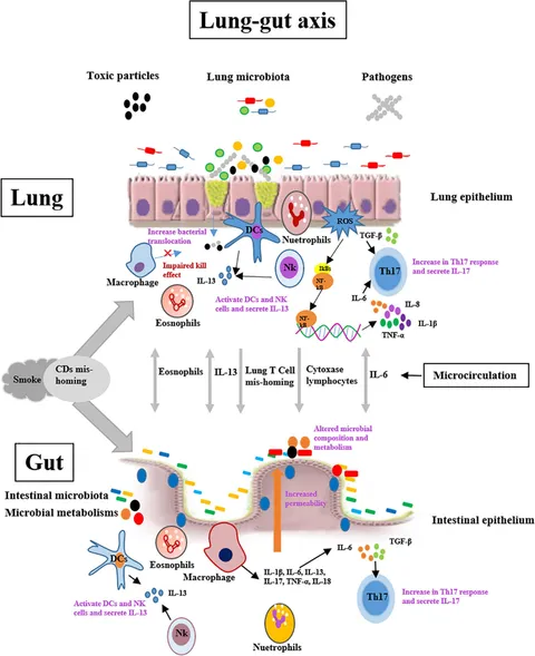 Frontiers | Effect of Cigarette Smoke on Gut Microbiota