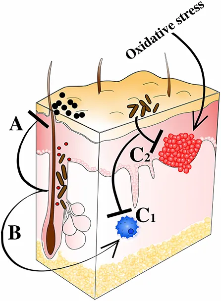 fmicb-12-673845-g004.jpg