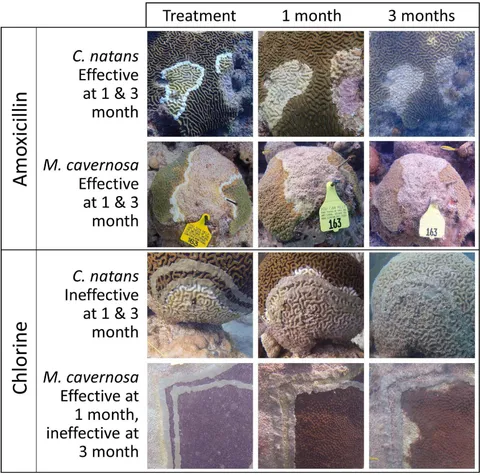 洋書 Coral Health and Disease Home - Coral Disease & Health Consortium
