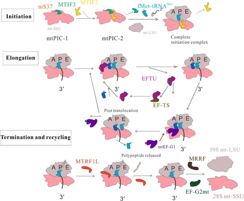 CP - Harmonising plant functional type distributions for
