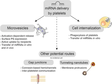 洋書 MICROVASCULAR TISSUE TRANSFER Microvascular Tissue Engineering—A Review