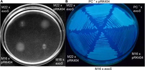 新しいエルメス Frontiers | Signal-Transduction Two-Component ExoS/ChvI ミュージシャン