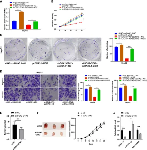 Frontiers | Downregulation of SOX2-OT Prevents