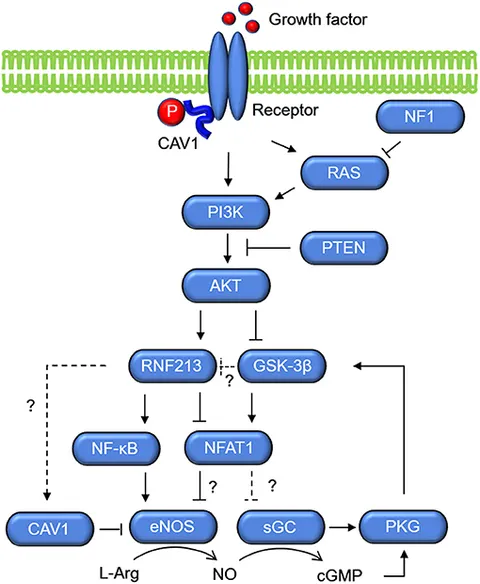 Frontiers | RNF213 and GUCY1A3 in Moyamoya Disease: Key
