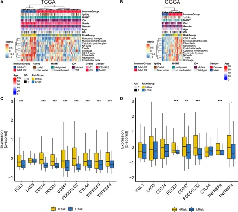 Frontiers | A Novel Inflammatory lncRNAs Prognostic