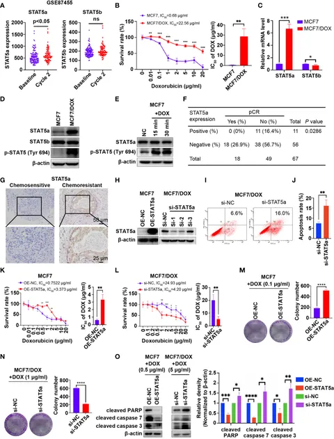 Frontiers | STAT5a Confers Doxorubicin Resistance to Breast Cancer