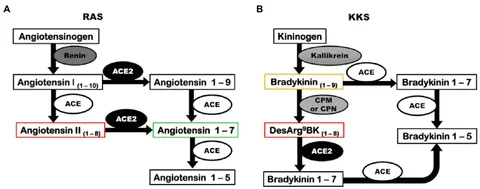 Frontiers | Angiotensin-Converting Enzyme 2 in the Pathogenesis of