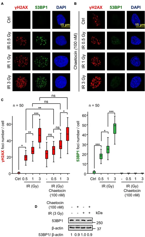 Frontiers | Lysine Methyltransferase Inhibitors Impair