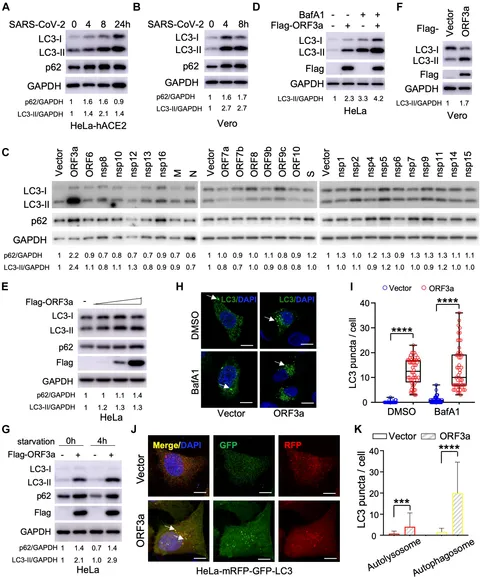 18、21、23 Frontiers | ORF3a-Mediated Incomplete Autophagy Facilitates