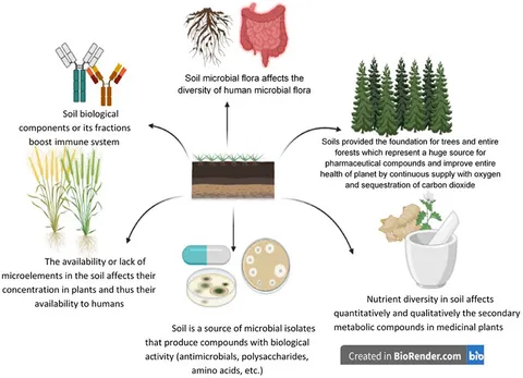 トップ Frontiers | Under Health Human and Biofortification, Soils, その他