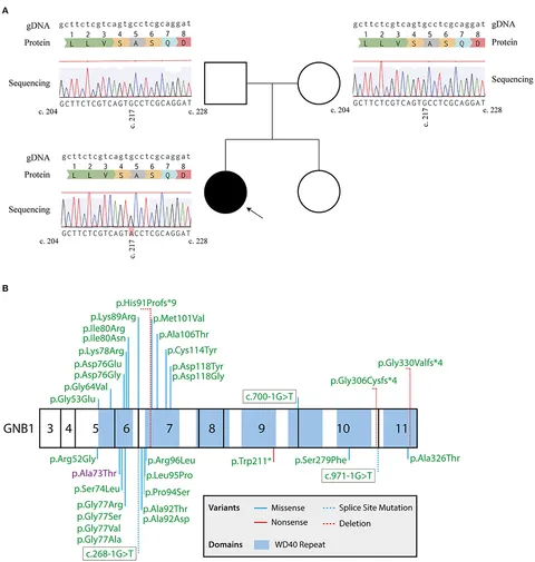 語学・辞書・学習参考書 Preimplantation Genetic Diagnosis Overview and Historical Perspective of Preimplantation