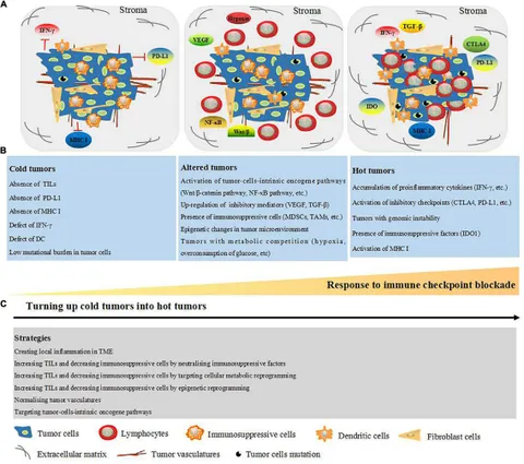 その他 pri Frontiers | N6-Methyladenosine RNA Modification: An Emerging