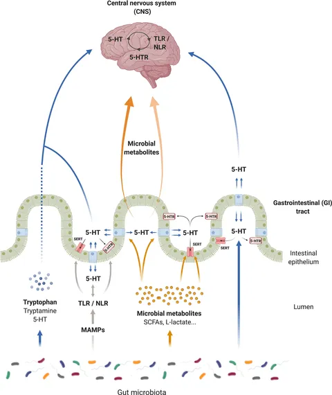 ゆん Frontiers | Pathophysiological Significance of WDR62 and JNK