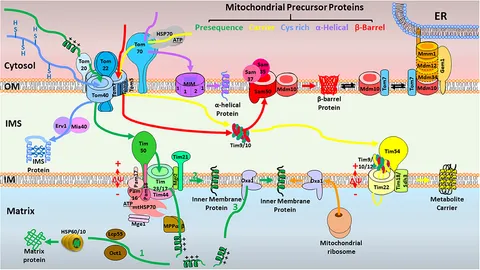 Frontiers | Role of the Mitochondrial Protein Import