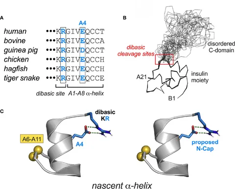 Frontiers | Structural Lessons From the Mutant Proinsulin Frontiers | Structural Lessons From the Mutant Proinsulin