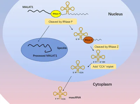 マイ Emerging Strategies for Revascularization: Use of Cell