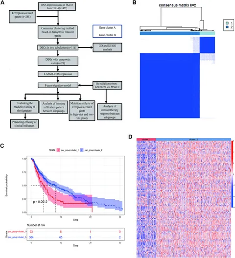 Frontiers | Ferroptosis-Related Gene Signature Predicts the