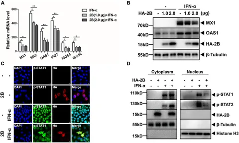 Frontiers | Enterovirus A71 2B Inhibits Interferon-Activated