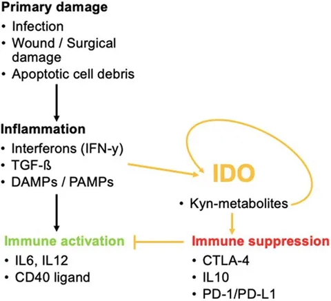 Frontiers | Indoleamine-2,3-Dioxygenase as a Perioperative Frontiers | Indoleamine-2,3-Dioxygenase as a Perioperative