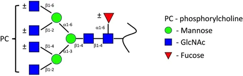 Frontiers | Mini Review: Structure and Function of Nematode