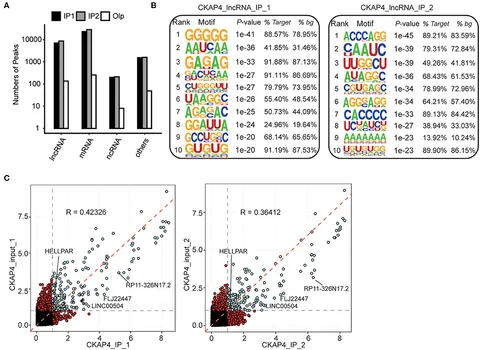 Frontiers | RNA-Binding Profiles of CKAP4 as an RNA-Binding