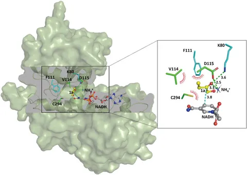 aminaseページ Imine Synthesis by Engineered d-Amino Acid Oxidase from