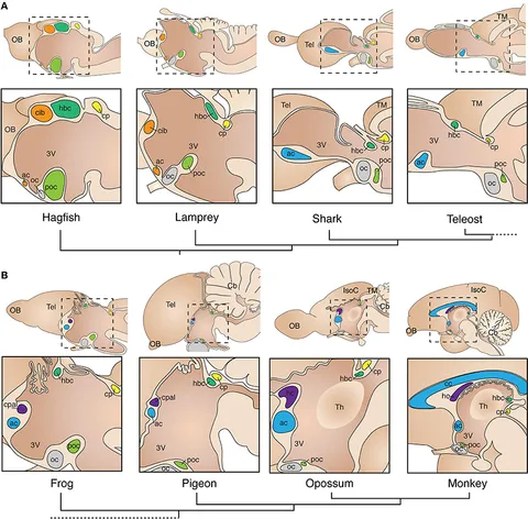 Frontiers | Evolution and development of interhemispheric