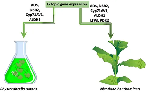 Frontiers | Artemisinins in Combating Viral Infections Like