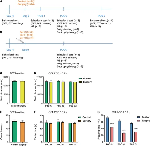 Frontiers | Role of BDNF/ProBDNF Imbalance in Postoperative
