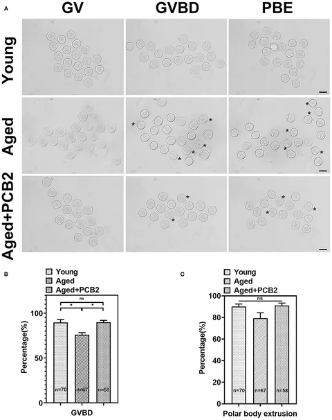 An oocyte meiotic midbody cap is required for developmental