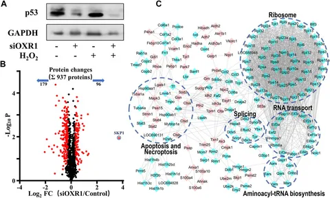 Frontiers | 6-Shogaol Inhibits Oxidative Stress-Induced Rat