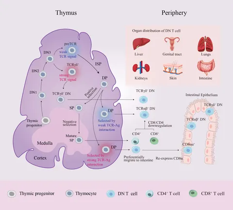 Frontiers | CD3+CD4-CD8- (Double-Negative) T Cells in