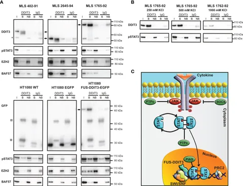fnci MAJOR まとめて3点 Fortnite Champion Series 2023 | Major 1 | Grand Finals | NA