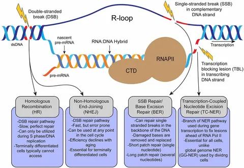 Frontiers | R-loop Mediated DNA Damage and Impaired DNA