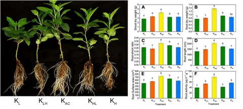 棘.PLANTS F00001974.png