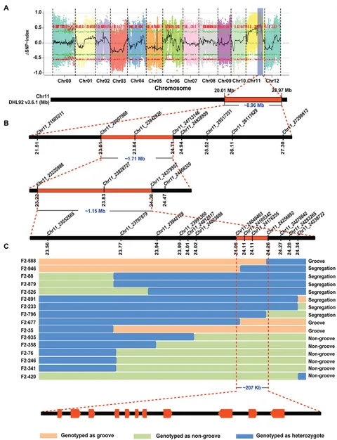 Frontiers | Identification of Candidate Chromosome Region