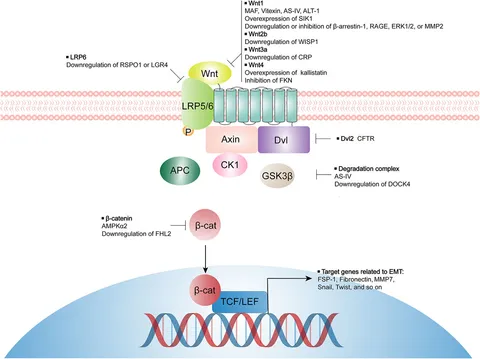 Frontiers | Emerging Therapeutic Strategies for Attenuating