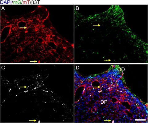 【★安心の定価販売★】 Tgfbr2 | Frontiers in Neurite Guides Cells Pulp Dental ジャケット・アウター