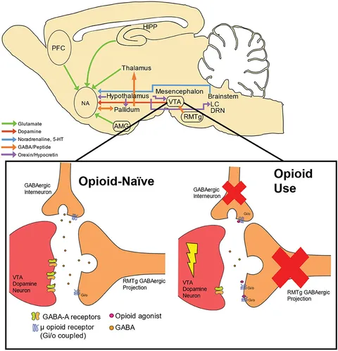 Shared Mechanisms of GABAergic and Opioidergic Transmission