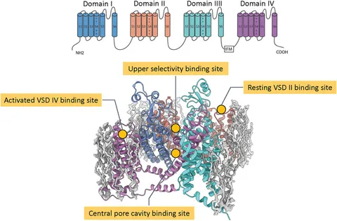 Frontiers | Towards Structure-Guided Development of Pain