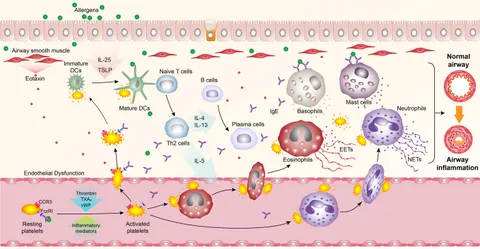 Frontiers | Emerging Roles of Platelets in Allergic Asthma