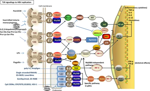 Frontiers | Novel Molecular Therapeutics Targeting Signaling