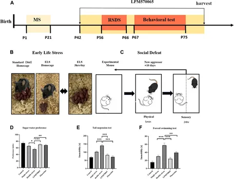 Frontiers | Epigenetic Mechanism of 5-HT/NE/DA Triple