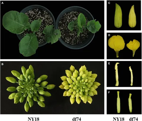 洋書 MORPHOLOGY OF PLANTS