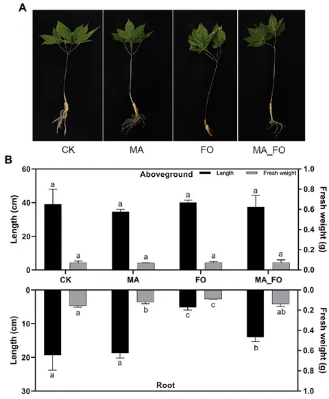 Frontiers | Regulating Root Fungal Community Using