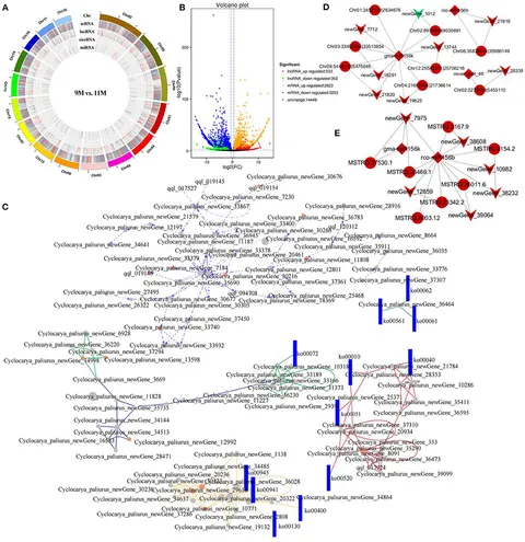 Frontiers | Metabolome and Whole-Transcriptome Analyses