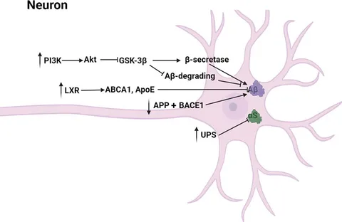 ゆん Phytochemicals targeting mitophagy: Therapeutic