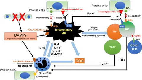 The immunobiology and clinical use of genetically engineered